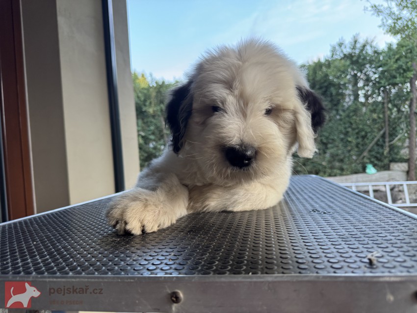 štěně rasy bobtail s pp