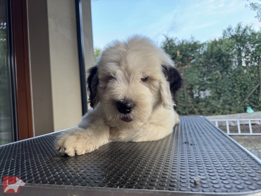 štěně rasy bobtail s pp