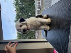 štěně rasy bobtail s pp