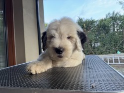štěně rasy bobtail s pp