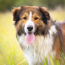 Argo k adopci