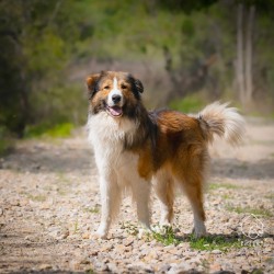 Argo k adopci