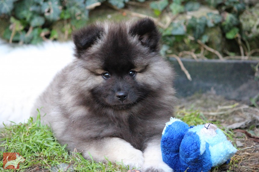 Německý špic vlčí /keeshond prodám štěňata s PP