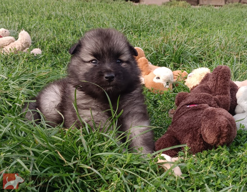 Německý špic vlčí /keeshond prodám štěňata s PP