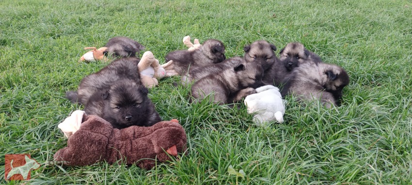 Německý špic vlčí /keeshond prodám štěňata s PP