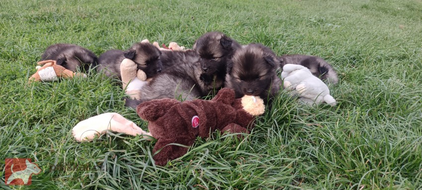 Německý špic vlčí /keeshond prodám štěňata s PP