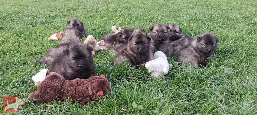 Německý špic vlčí /keeshond prodám štěňata s PP