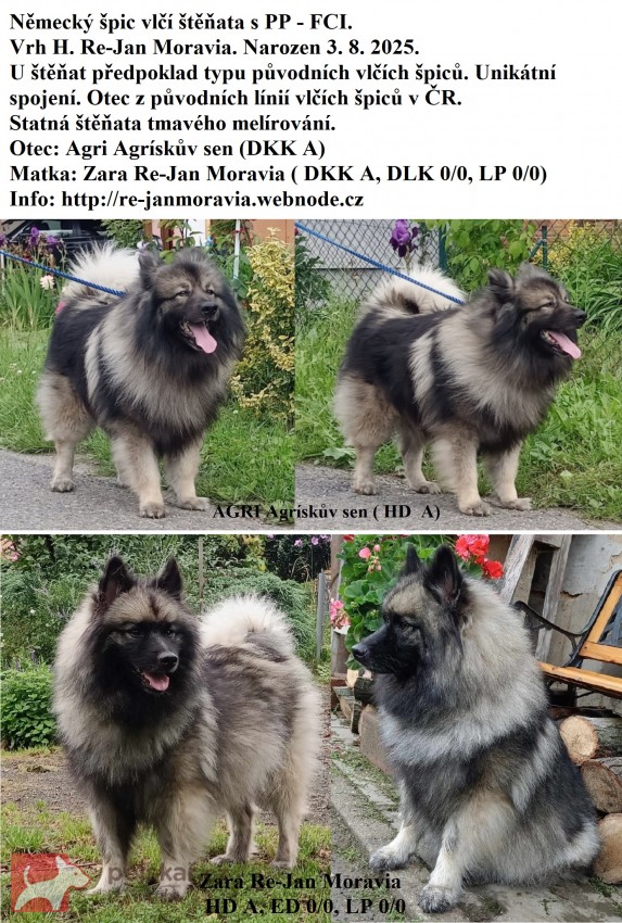 Německý špic vlčí /keeshond prodám štěňata s PP