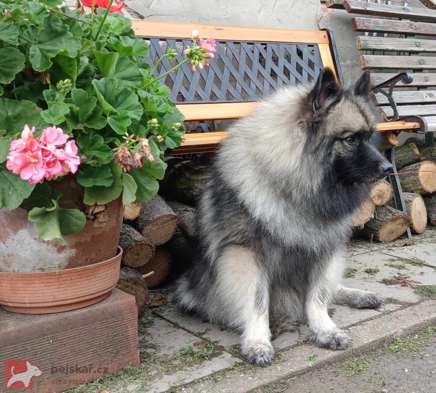 Německý špic vlčí /keeshond prodám štěňata s PP
