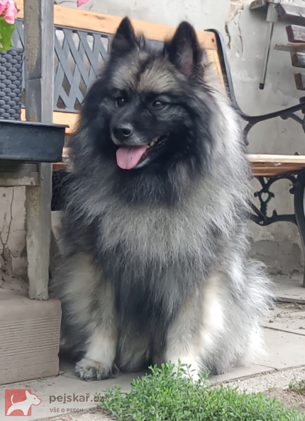 Německý špic vlčí /keeshond prodám štěňata s PP