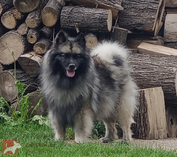 Německý špic vlčí /keeshond prodám štěňata s PP