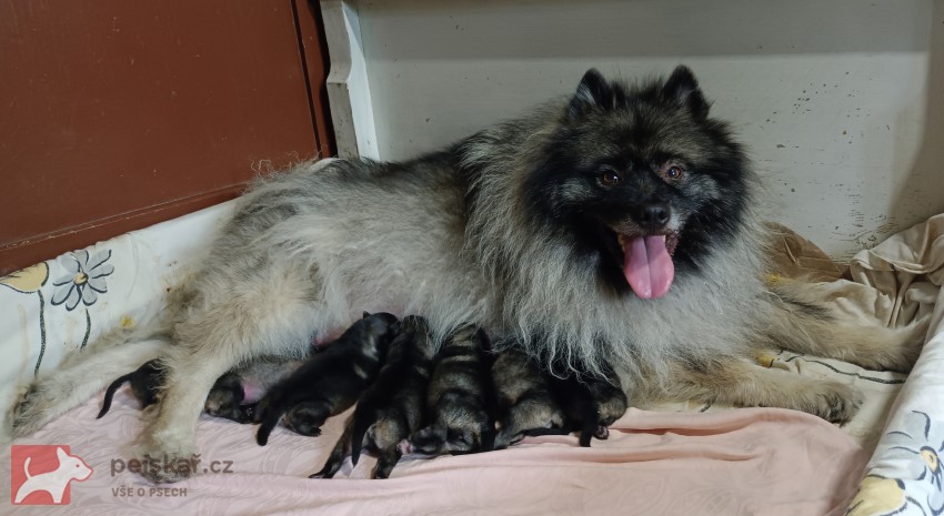 Německý špic vlčí /keeshond prodám štěňata s PP