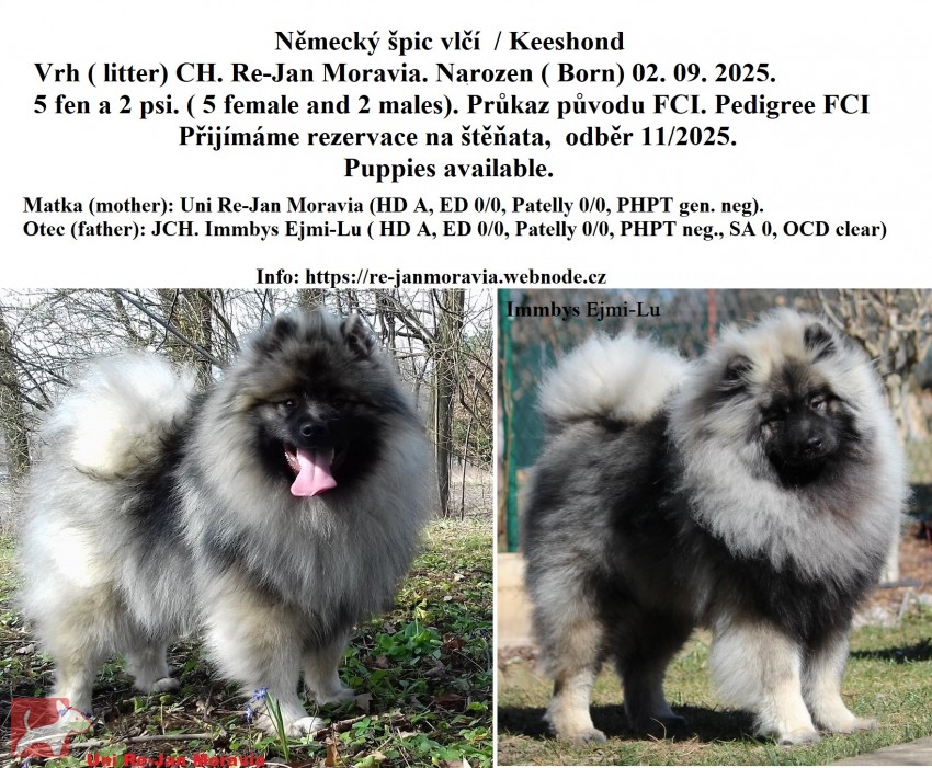 Německý špic vlčí /keeshond prodám štěňata s PP