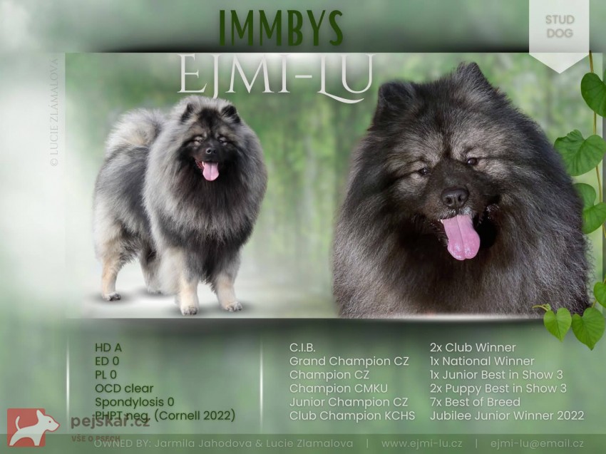 Německý špic vlčí /keeshond prodám štěňata s PP