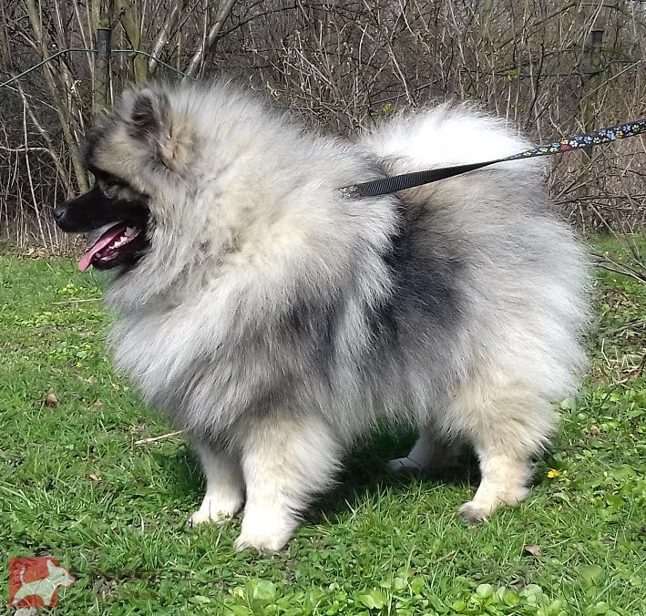 Německý špic vlčí /keeshond prodám štěňata s PP