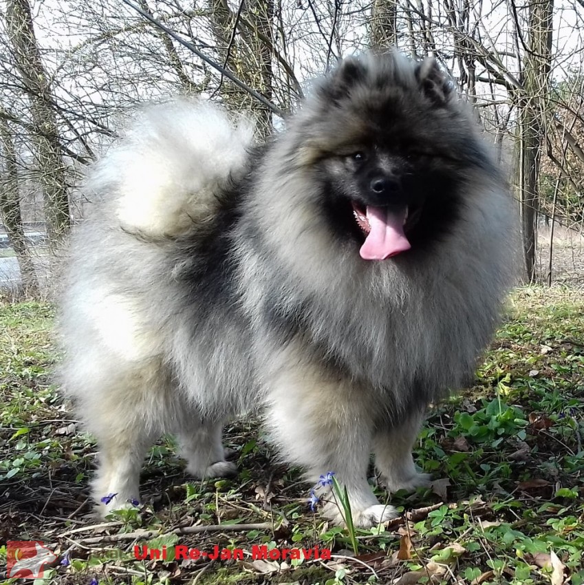 Německý špic vlčí /keeshond prodám štěňata s PP
