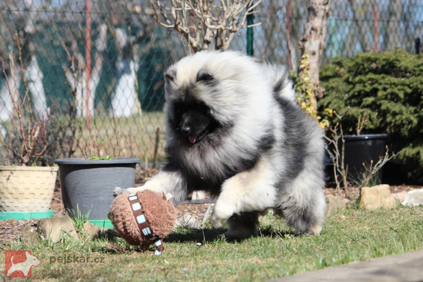 Německý špic vlčí /keeshond prodám štěňata s PP