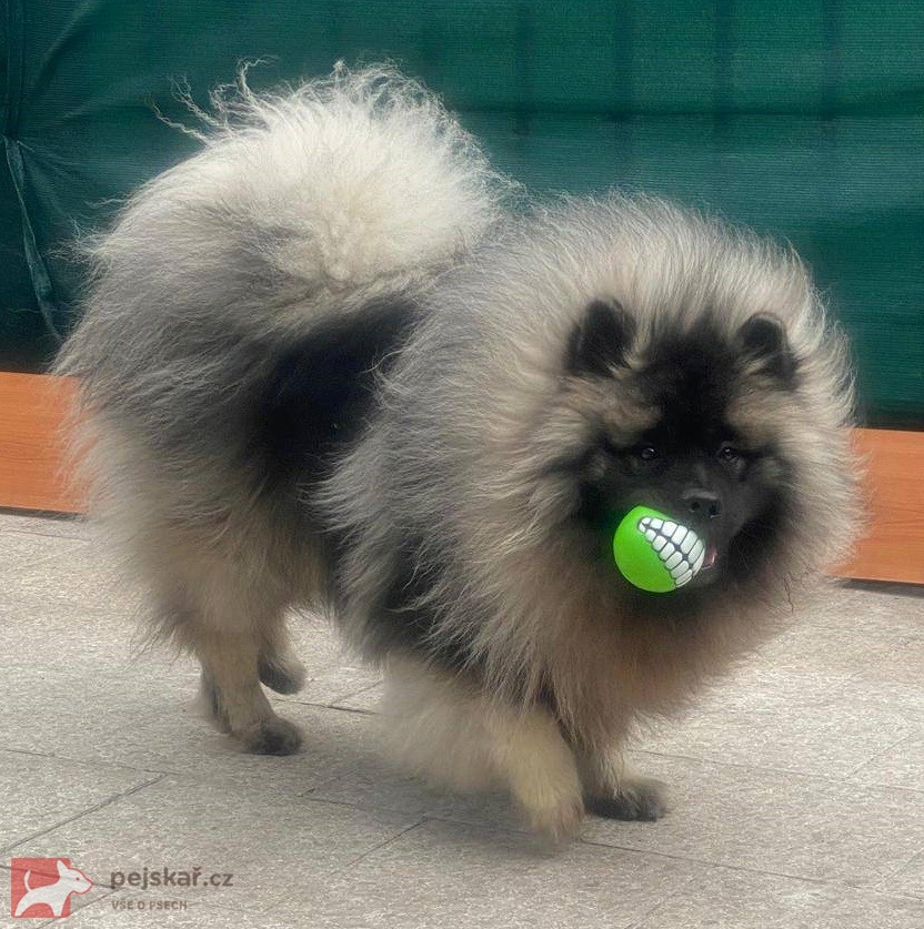 Německý špic vlčí /keeshond prodám štěňata s PP