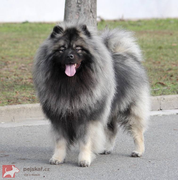 Německý špic vlčí /keeshond prodám štěňata s PP