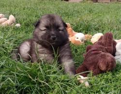 Německý špic vlčí /keeshond prodám štěňata s PP