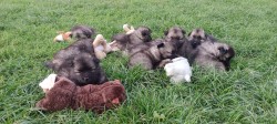 Německý špic vlčí /keeshond prodám štěňata s PP