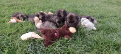 Německý špic vlčí /keeshond prodám štěňata s PP