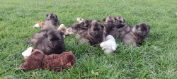Německý špic vlčí /keeshond prodám štěňata s PP
