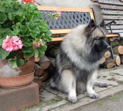 Německý špic vlčí /keeshond prodám štěňata s PP