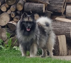 Německý špic vlčí /keeshond prodám štěňata s PP
