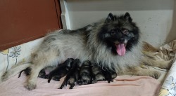 Německý špic vlčí /keeshond prodám štěňata s PP