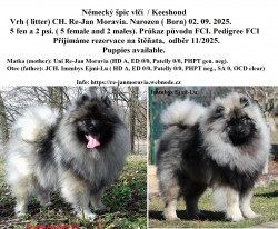 Německý špic vlčí /keeshond prodám štěňata s PP