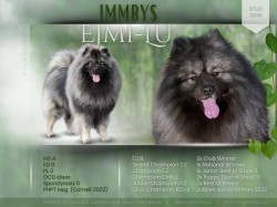 Německý špic vlčí /keeshond prodám štěňata s PP