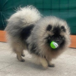 Německý špic vlčí /keeshond prodám štěňata s PP