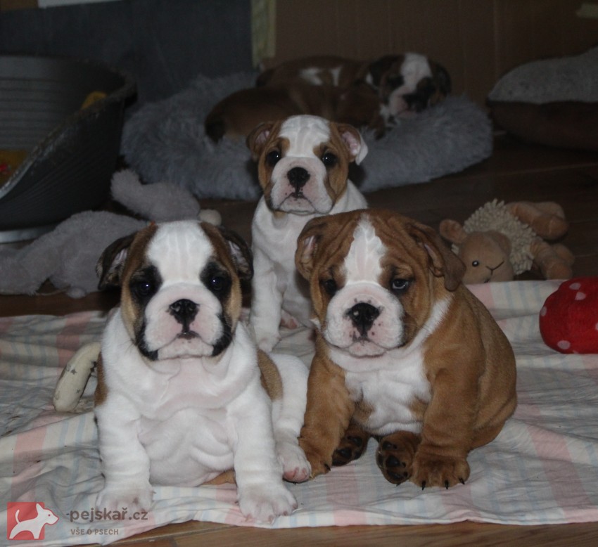 Anglický buldok s PP