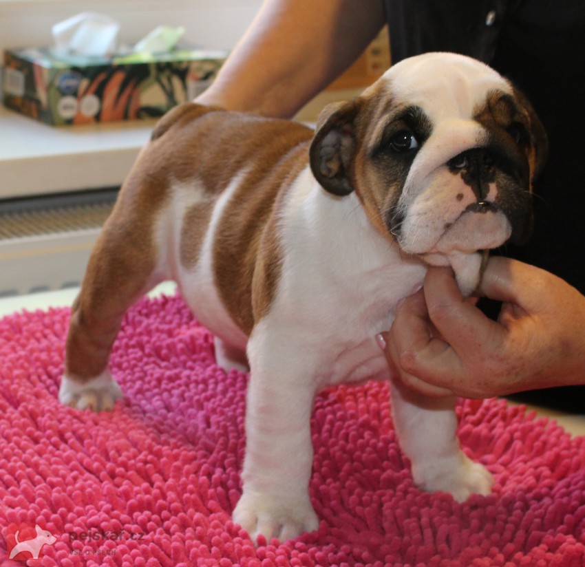Anglický buldok s PP