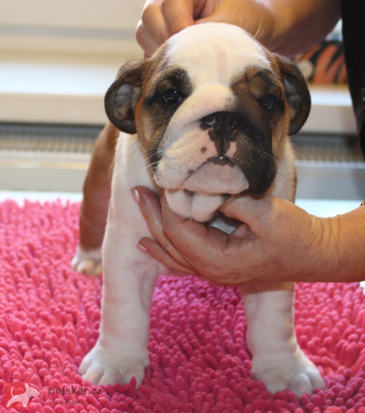 Anglický buldok s PP