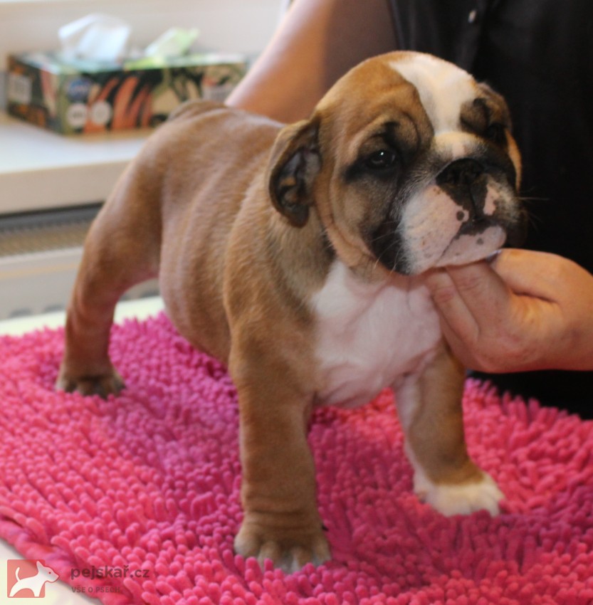 Anglický buldok s PP