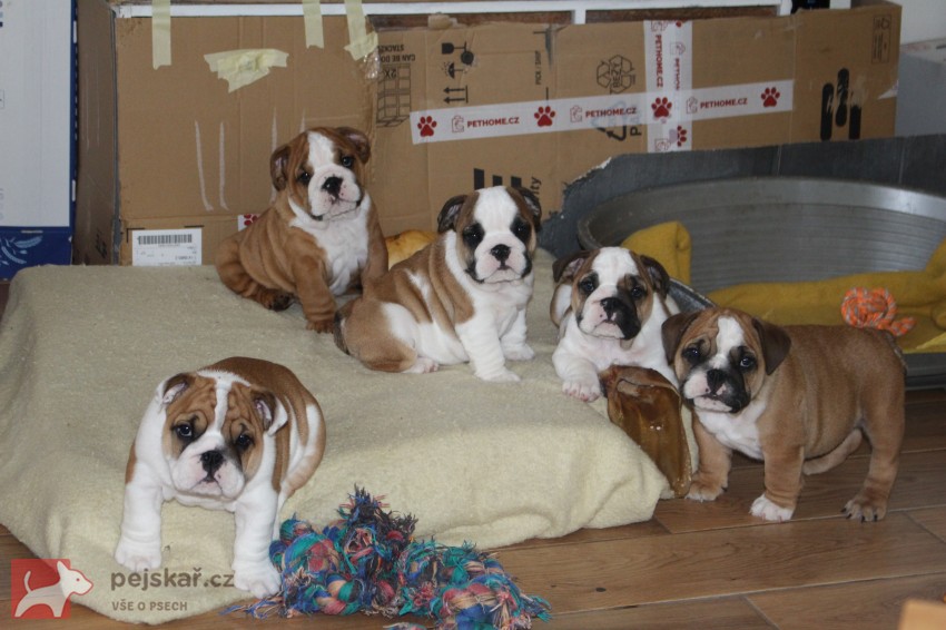 Anglický buldok s PP