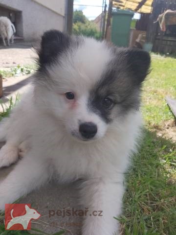 Německý špic střední strakoš s PP FCI