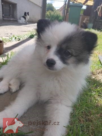 Německý špic střední strakoš s PP FCI