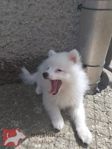 Německý špic střední strakoš s PP FCI