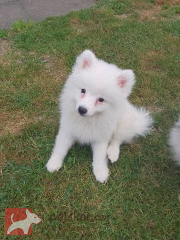 Německý špic střední strakoš s PP FCI