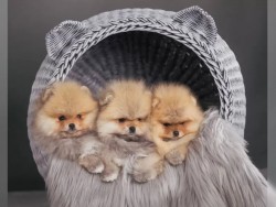 Německý špic trpasličí (Pomeranian) šťeňátka