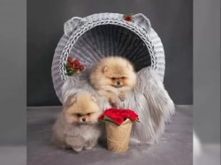 Německý špic trpasličí (Pomeranian) šťeňátka