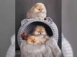 Německý špic trpasličí (Pomeranian) šťeňátka