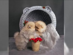 Německý špic trpasličí (Pomeranian) šťeňátka