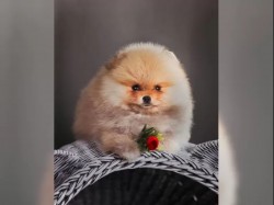 Německý špic trpasličí (Pomeranian) šťeňátka
