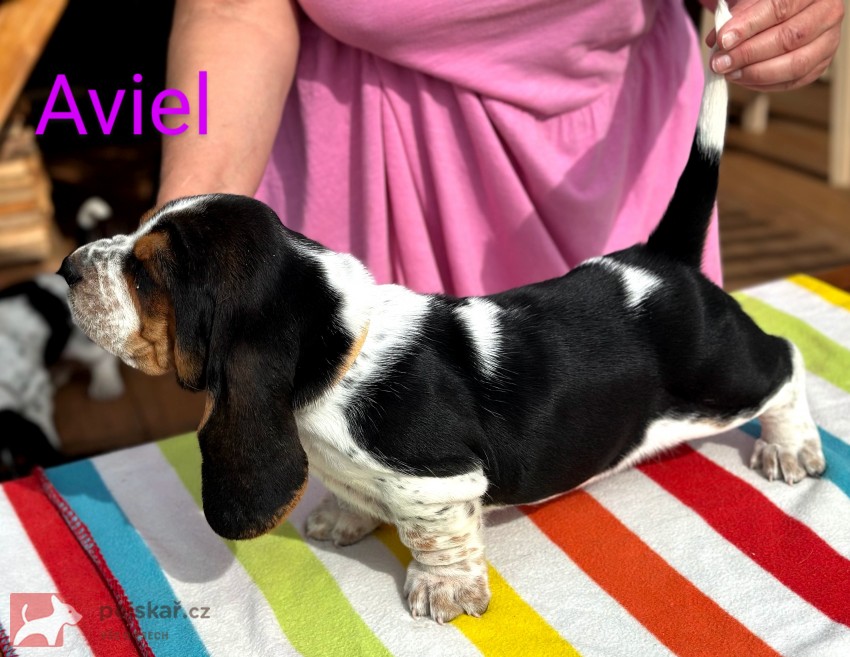 Basset Hound štěňátko s PP s výborným rodokmenem