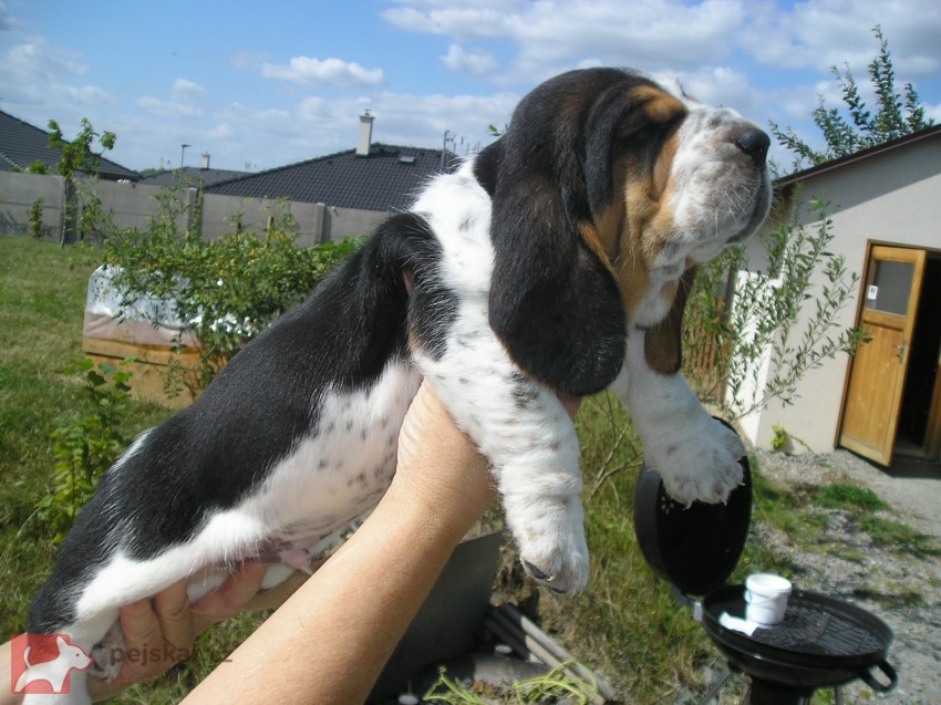 Basset Hound štěňátko s PP s výborným rodokmenem