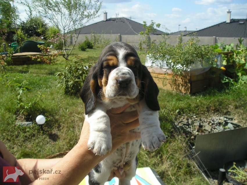 Basset Hound štěňátko s PP s výborným rodokmenem